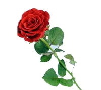 Red roses are the flowers of love. Enjoy this stunning picture of a beautiful flower