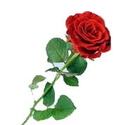 Red roses are the flowers especially when you feel romantic and looking to impress your lovely lady.